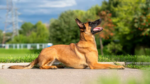 Belgian shepherd discount short hair